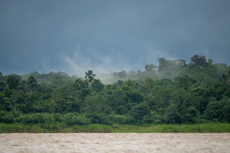 Bosque tropical cubierto por neblina junto al río Amazonas cerca de Iquitos
